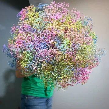 Радужная Гипсофила