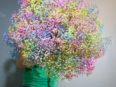 Радужная Гипсофила