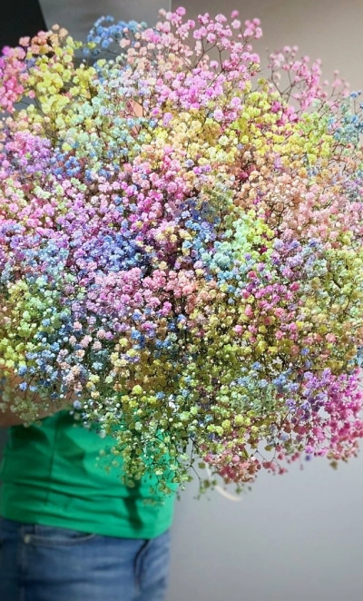 Радужная Гипсофила