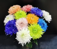 Хризантема одноголовая Магнум 0