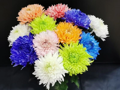 Хризантема одноголовая Магнум