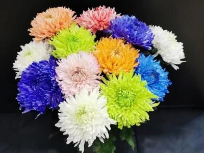 Хризантема одноголовая Магнум