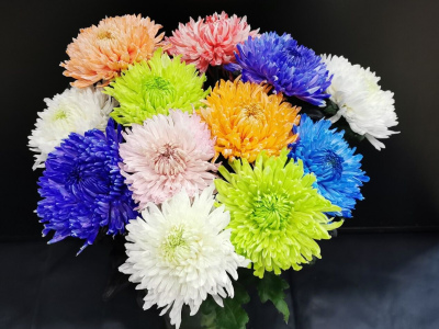 Хризантема одноголовая Магнум