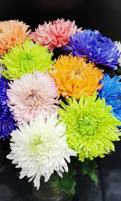 Хризантема одноголовая Магнум