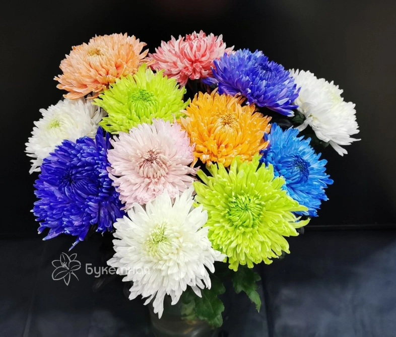 Хризантема одноголовая Магнум