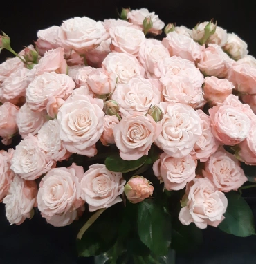 Роза  пионовидная