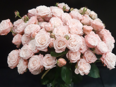 Роза  пионовидная