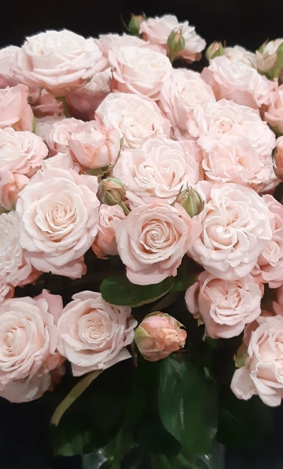 Роза  пионовидная