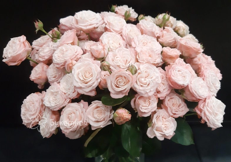 Роза  пионовидная