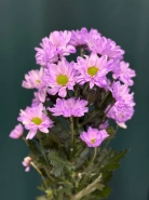 Хризантема кустовая &laquo;Бакарди&raquo; 4