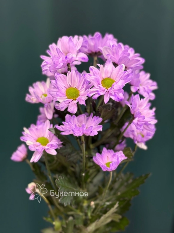 Хризантема кустовая &laquo;Бакарди&raquo;