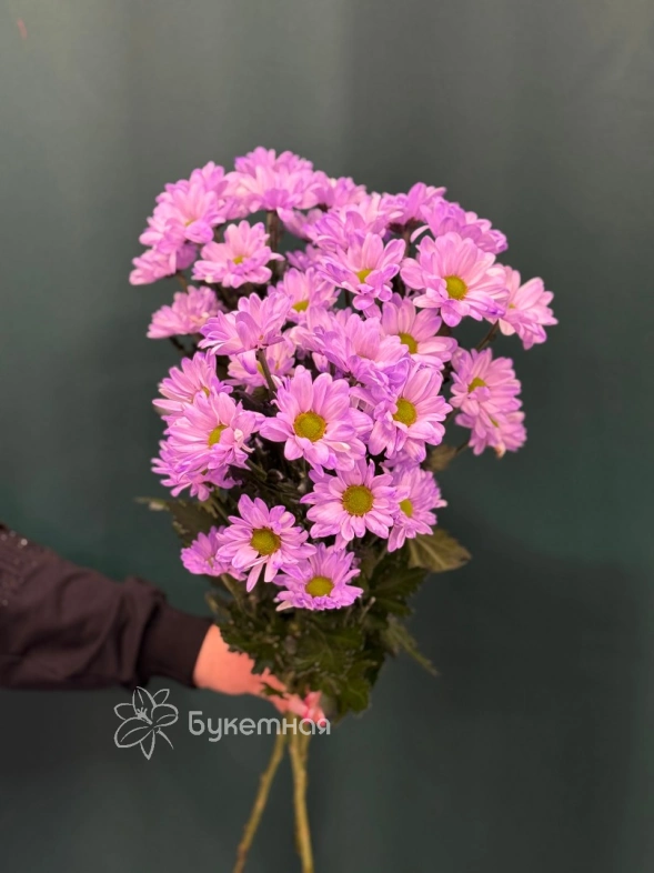 Хризантема кустовая &laquo;Бакарди&raquo;