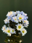 Хризантема кустовая &laquo;Бакарди&raquo; 6