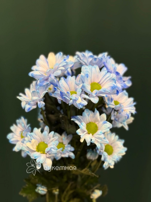 Хризантема кустовая &laquo;Бакарди&raquo;