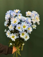 Хризантема кустовая &laquo;Бакарди&raquo; 7