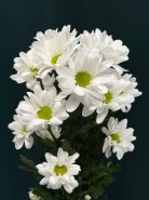 Хризантема кустовая &laquo;Бакарди&raquo; 2