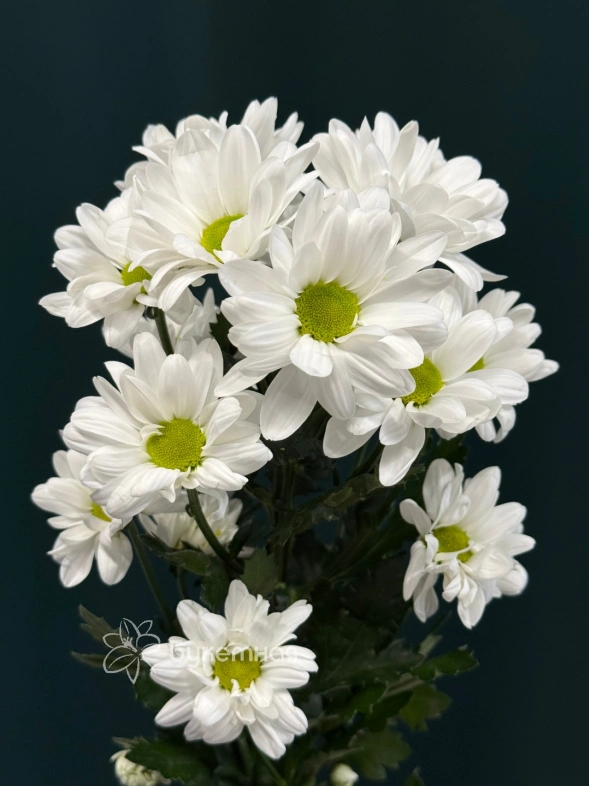 Хризантема кустовая &laquo;Бакарди&raquo;