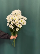 Хризантема кустовая &laquo;Бакарди&raquo; 3