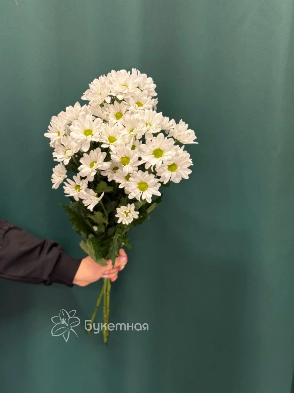 Хризантема кустовая &laquo;Бакарди&raquo;