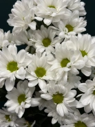 Хризантема кустовая &laquo;Бакарди&raquo; 1