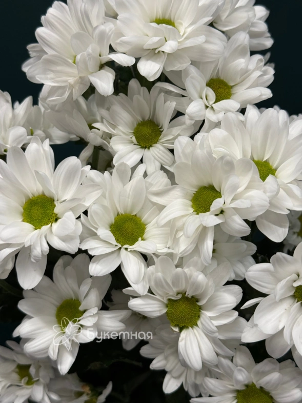 Хризантема кустовая &laquo;Бакарди&raquo;