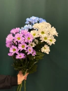 Хризантема кустовая &laquo;Бакарди&raquo; 0