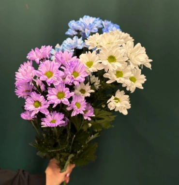 Хризантема кустовая «Бакарди»