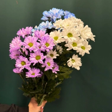 Хризантема кустовая «Чик»