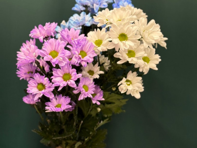 Хризантема кустовая «Бакарди»