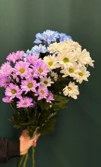 Хризантема кустовая «Бакарди»