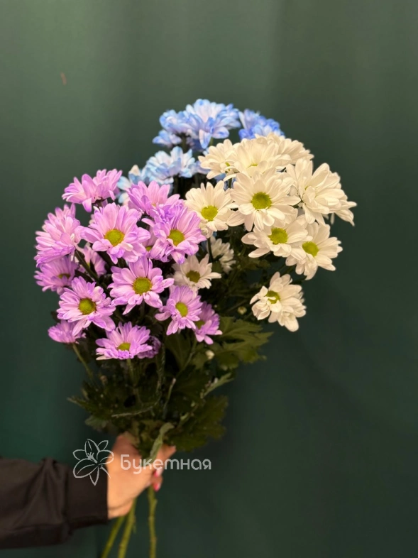 Хризантема кустовая &laquo;Бакарди&raquo;