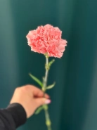 Гвоздика &laquo;Диантус&raquo; 1