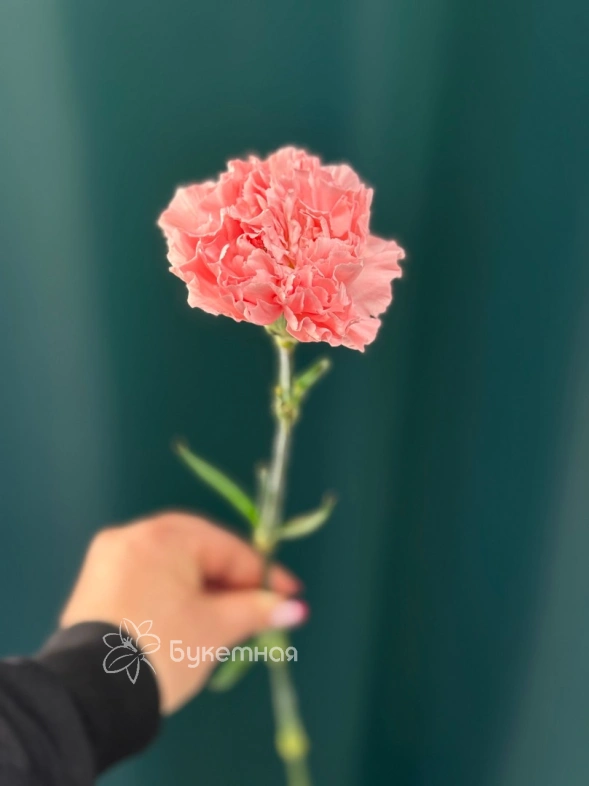 Гвоздика &laquo;Диантус&raquo;