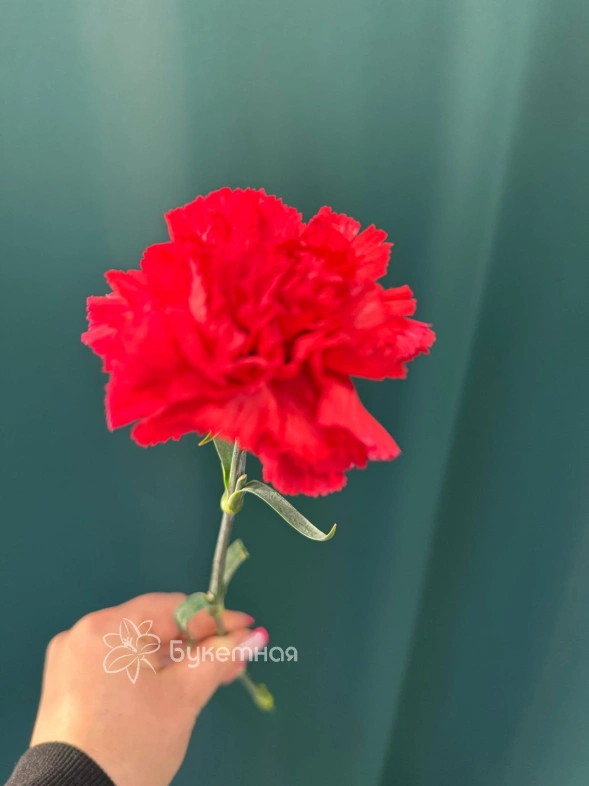 Гвоздика &laquo;Диантус&raquo;