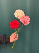 Гвоздика &laquo;Диантус&raquo; 0