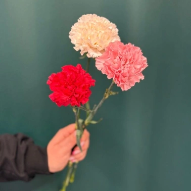 Гвоздика «Диантус»