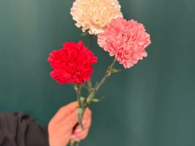 Гвоздика «Диантус»