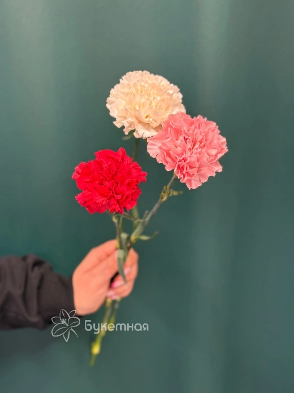 Гвоздика &laquo;Диантус&raquo;