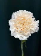 Гвоздика &laquo;Диантус&raquo; 3