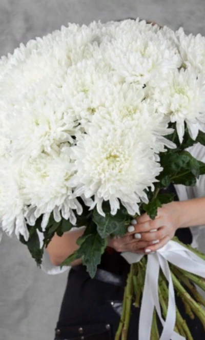 Хризантема Антонов