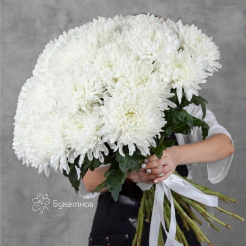 Хризантема Антонов