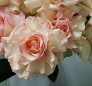 Французская роза Эсперансо 3