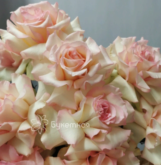 Французская роза Эсперансо