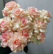 Французская роза Эсперансо 0