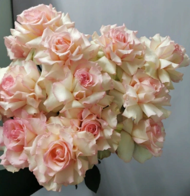 Французская роза Эсперансо