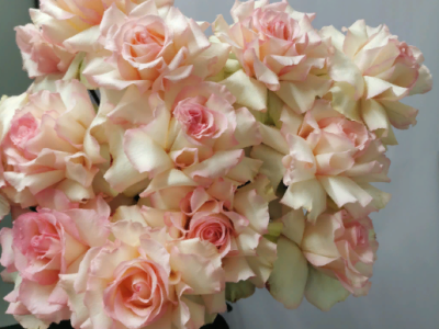 Французская роза Эсперансо