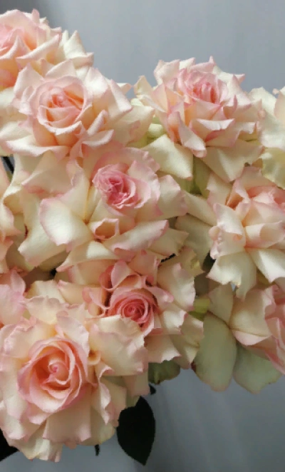 Французская роза Эсперансо