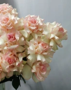 Французская роза Эсперансо 1