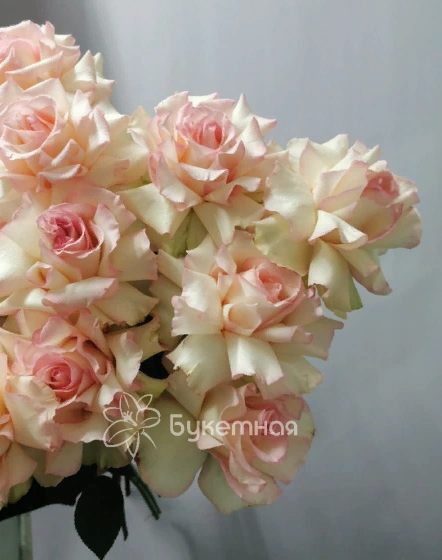 Французская роза Эсперансо