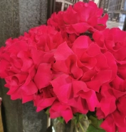 Французская роза Готча 0